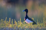 Image. Tufted Duck