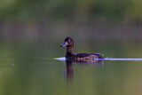 Image. Tufted Duck
