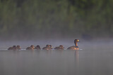 Image. Tufted Duck