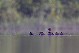 Image. Tufted Duck