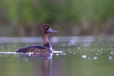 Image. Tufted Duck