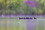 Image. Tufted Duck
