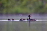 Image. Tufted Duck