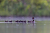 Image. Tufted Duck
