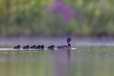 Image. Tufted Duck