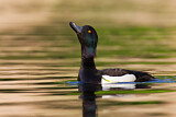 Image. Tufted Duck