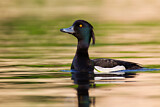 Image. Tufted Duck