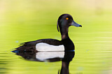 Image. Tufted Duck