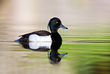 Image. Tufted Duck