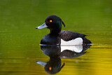 Image. Tufted Duck