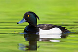 Image. Tufted Duck