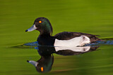 Image. Tufted Duck