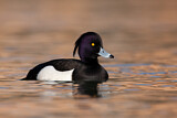 Image. Tufted Duck