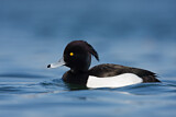 Image. Tufted Duck