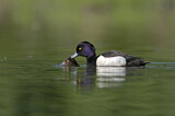 Image. Tufted Duck