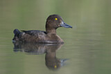 Image. Tufted Duck