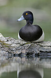 Image. Tufted Duck
