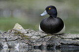 Image. Tufted Duck