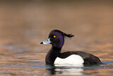 Image. Tufted Duck