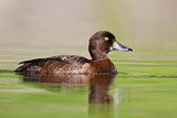Image. Tufted Duck