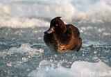 Image. Tufted Duck