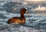 Image. Tufted Duck