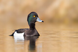 Image. Tufted Duck
