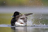 Image. Tufted Duck
