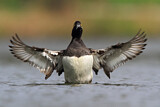 Image. Tufted Duck