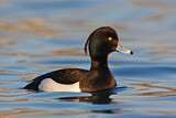 Image. Tufted Duck