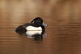 Image. Tufted Duck