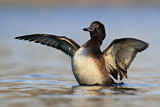 Image. Tufted Duck