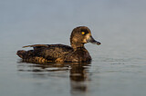 Image. Tufted Duck