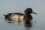 Image. Tufted Duck