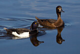 Image. Tufted Duck
