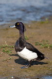 Image. Tufted Duck