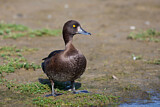 Image. Tufted Duck