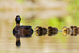 Image. Tufted Duck