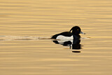 Image. Tufted Duck