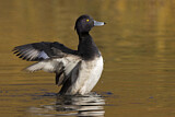 Image. Tufted Duck