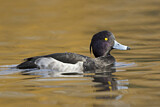 Image. Tufted Duck
