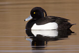 Image. Tufted Duck