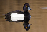 Image. Tufted Duck