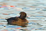 Image. Tufted Duck