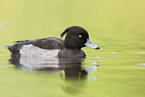 Image. Tufted Duck