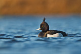 Image. Tufted Duck