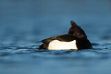Image. Tufted Duck