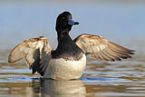 Image. Tufted Duck
