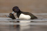 Image. Tufted Duck