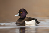 Image. Tufted Duck